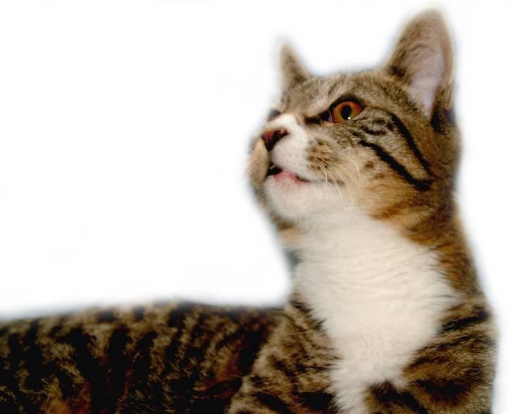 Blanding af racer Buster billede 11