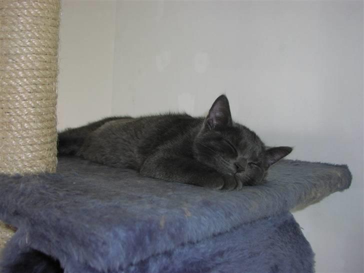 Huskat Morfeus - Faldet i søvn foran de "voksne" katte...  billede 9