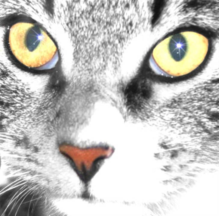 Blanding af racer Buster billede 12