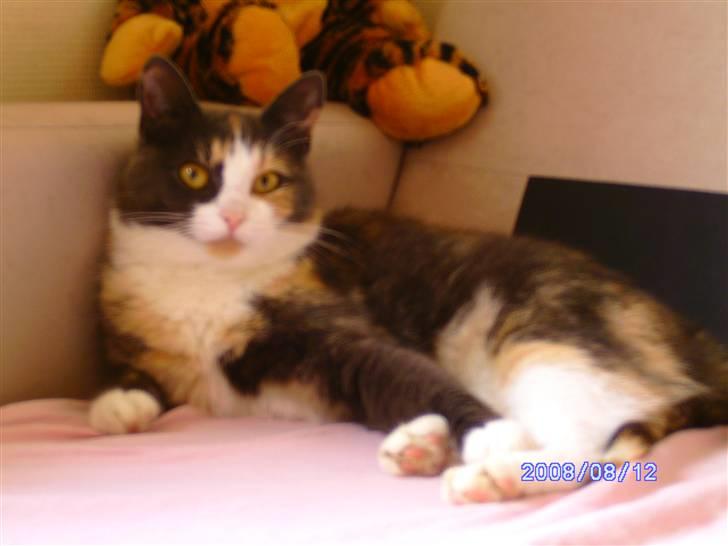 Huskat Freja R.I.P. - Er jeg ikke bare smuk billede 1