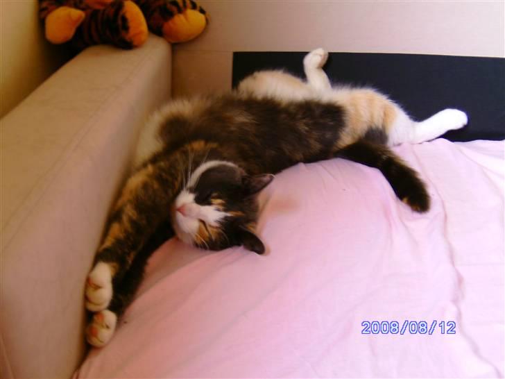 Huskat Freja R.I.P. - jeg elsker og ligge og flyde billede 2