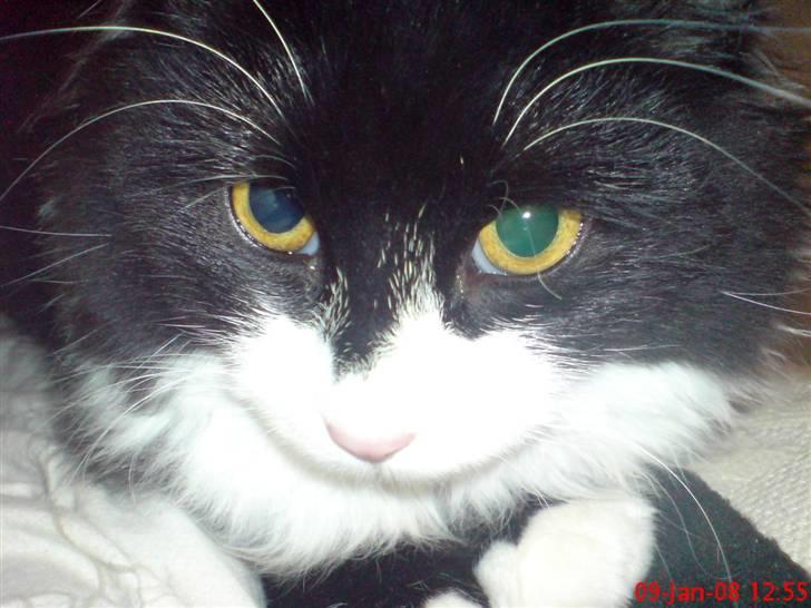 Blanding af racer Shaky(RIP) billede 1