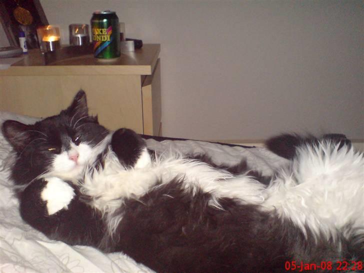 Blanding af racer Shaky(RIP) billede 2