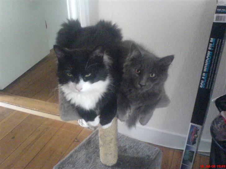 Blanding af racer Shaky(RIP) - Det var dengang Adonis var mindre end Shaky :) billede 3