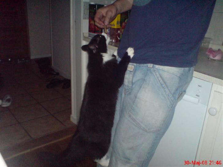 Blanding af racer Shaky(RIP) billede 4