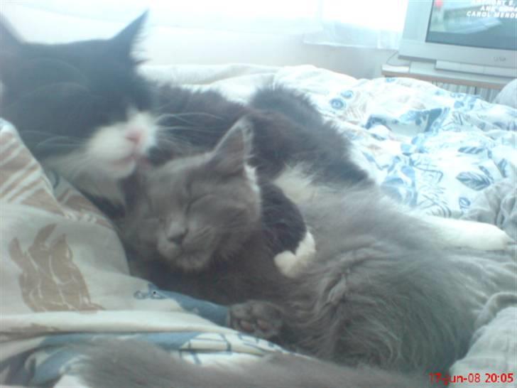 Blanding af racer Shaky(RIP) - Tog godt imod Adonis. Han kan jo heller ikke gå og være beskidt :) billede 5