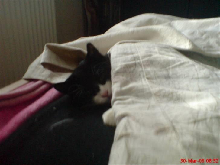 Blanding af racer Shaky(RIP) billede 6