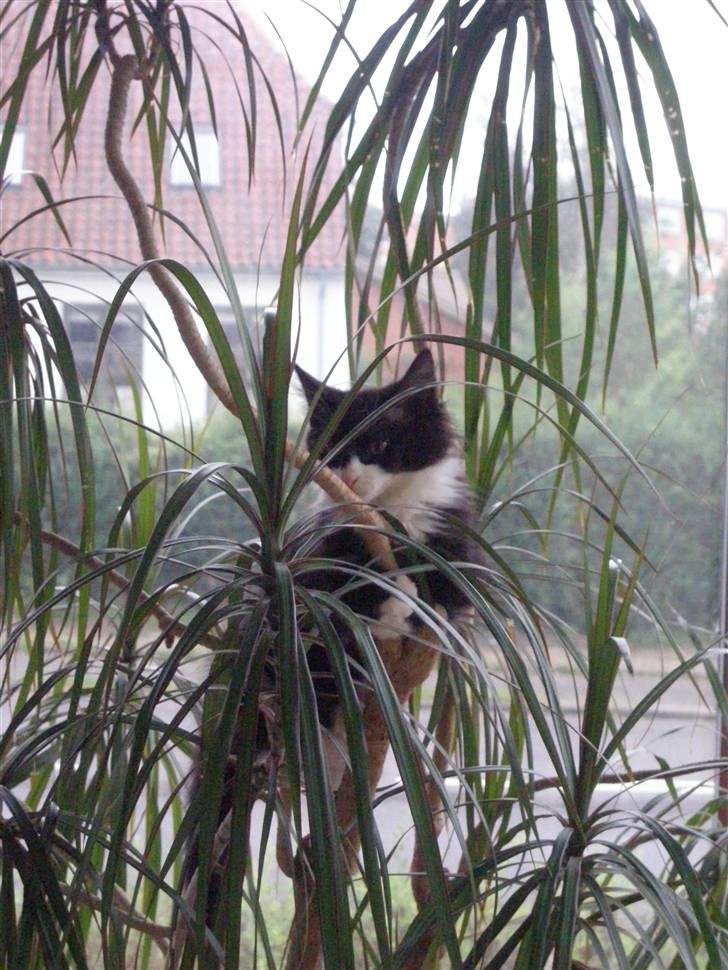 Blanding af racer Shaky(RIP) - På eventyr endnu en gang.  billede 7