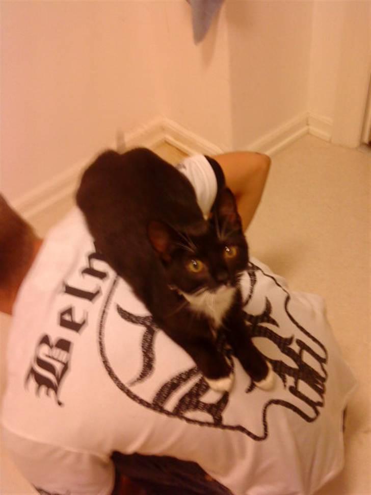 Blanding af racer $-Princess-$ billede 5