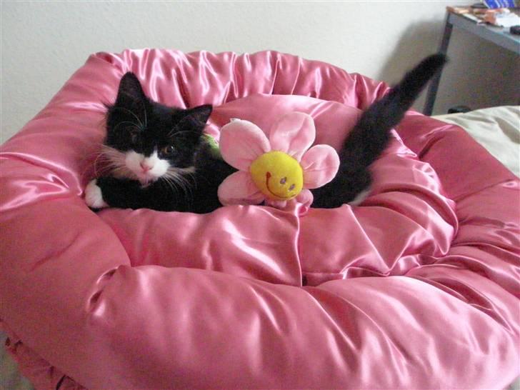 Blanding af racer Shaky(RIP) billede 8