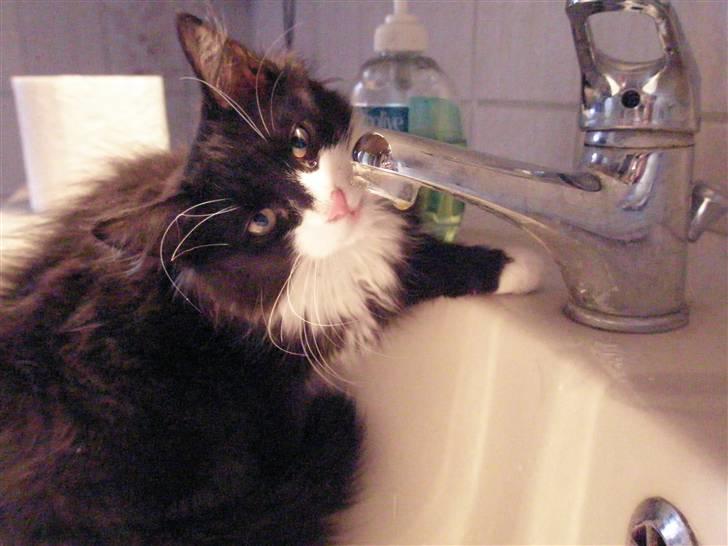 Blanding af racer Shaky(RIP) billede 9