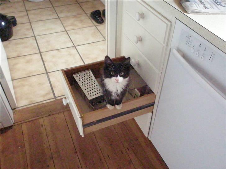 Blanding af racer Shaky(RIP) - Altid med når der sker noget.  billede 10