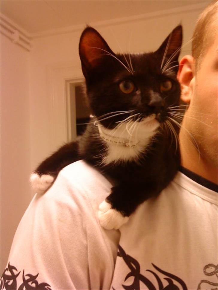 Blanding af racer $-Princess-$ billede 6