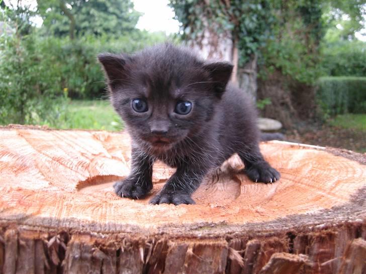 Huskat Killah - Velkommen til Killah´s profil. Læg gerne en bedømmelse og kommentar så er i søde. Billederne er lidt slørret. Men det er lidt svært at tage billeder af en lille killing der ikk sider stille. Hun har fødselsdag d 24 juli og er født kl. 12.15 precis :D billede 1