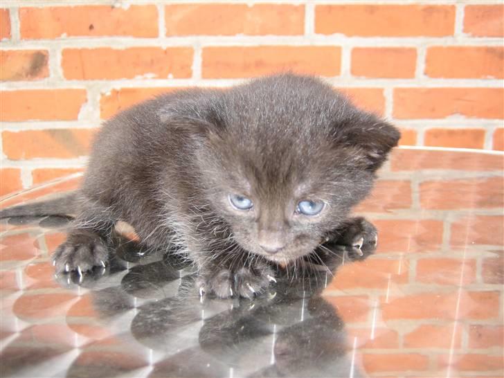 Huskat Killah billede 3