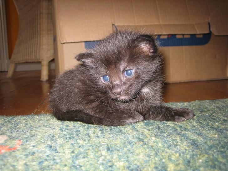 Huskat Killah billede 5