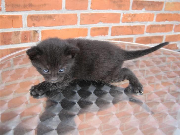 Huskat Killah billede 6