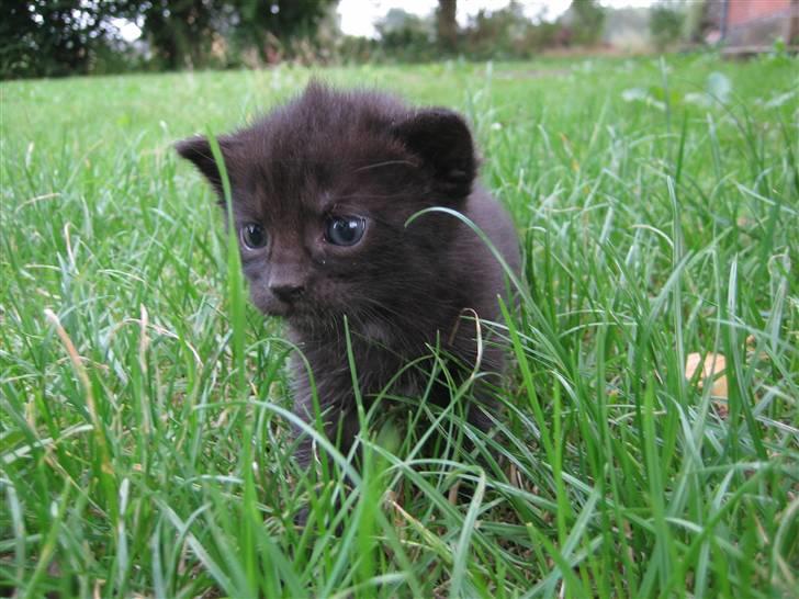 Huskat Killah billede 9