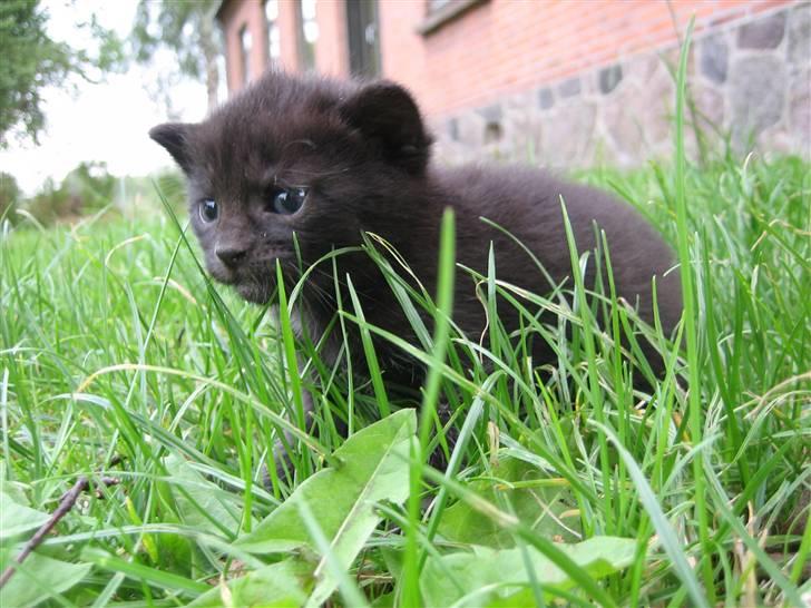 Huskat Killah billede 10