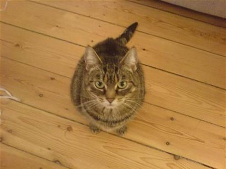 Huskat Lola - Smukke stooore øjne! Tigger om mad - as usual. billede 2