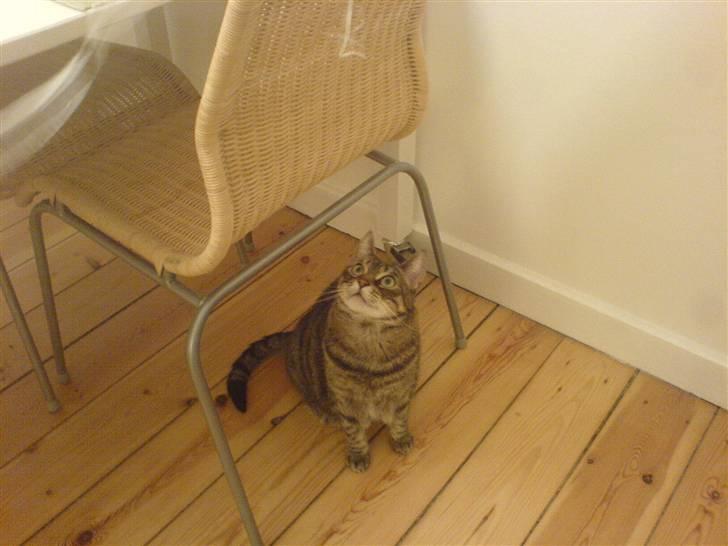 Huskat Lola - Skal jeg virkelig tvinges til at lege med den der åndssvage snor? billede 3