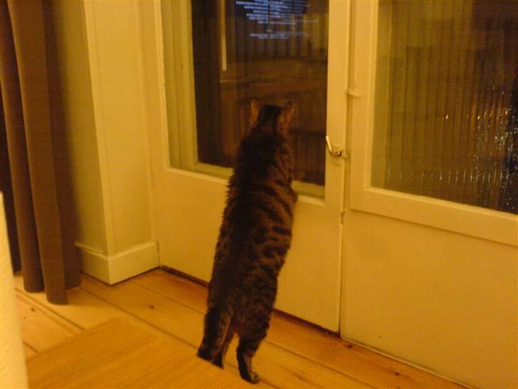 Huskat Lola - Kigger ud på altanen - men bryder sig ikke så meget om at være derude. Inde er bedst. billede 4