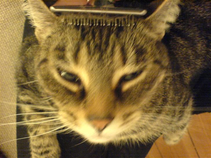 Huskat Lola - Aaaaahhh. Den der børste kan jeg godt lide. billede 5