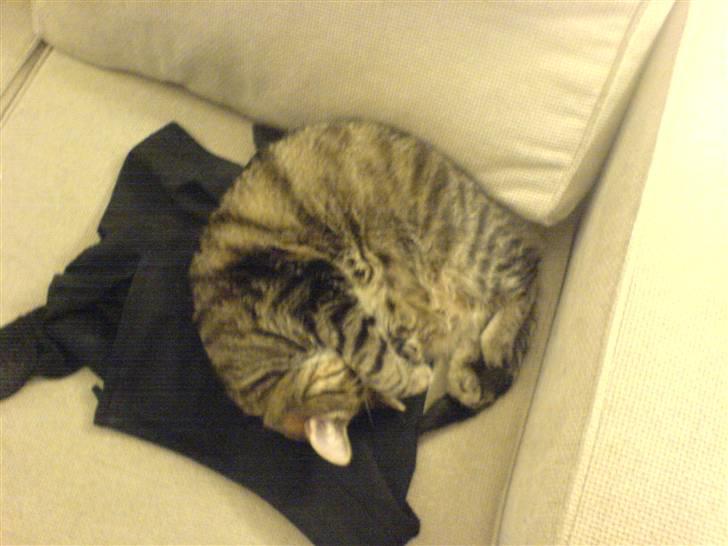 Huskat Lola - Fed krøllemis tigger om nus og ae. billede 6