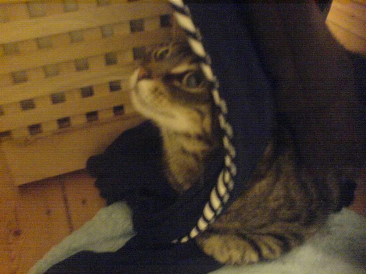 Huskat Lola - Fars svedige lange underhakkere er dejlige at putte sig i! billede 7