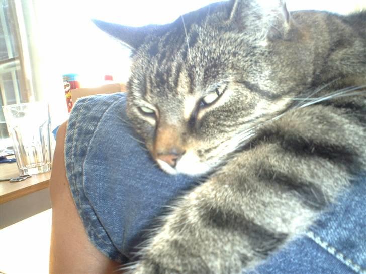 Huskat Lola - Afslapning på mors skød. billede 8