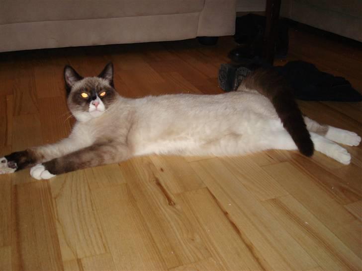 Blanding af racer Duchesse - Sejt billede at hende billede 9