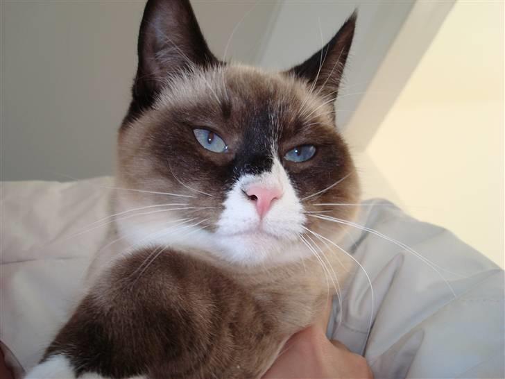 Blanding af racer Duchesse - NUTTET billede 10