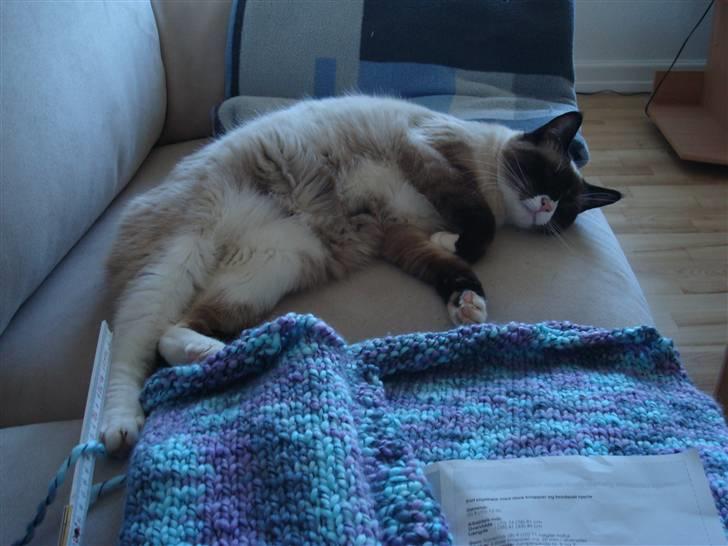 Blanding af racer Duchesse - Her kan man se at hun har taget på med alderen! billede 11