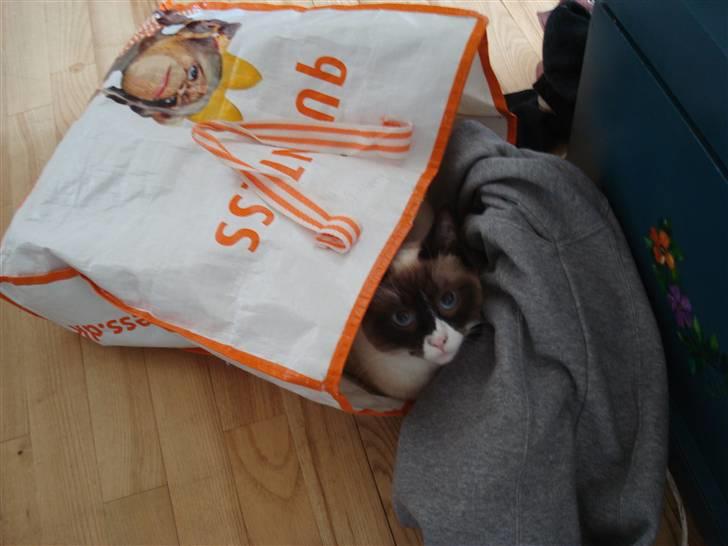 Blanding af racer Duchesse - Hun elsker at gemme sig i mine Quintess-poser hehe billede 12