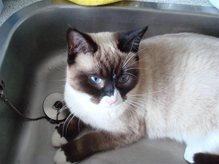 Blanding af racer Duchesse - Vasken elsker hun at ligge i billede 13