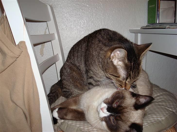 Blanding af racer Duchesse - Mille elsker også Duchesse billede 14