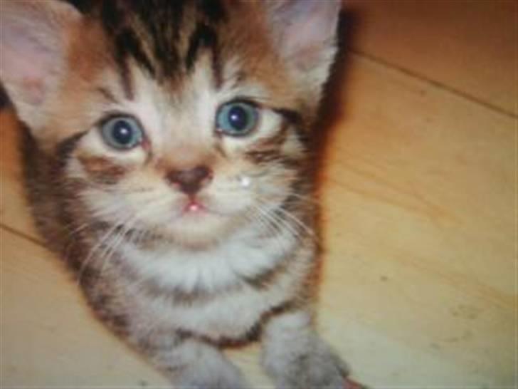 Blanding af racer Hr.Fluffy billede 16