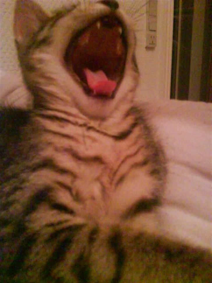 Blanding af racer Hr.Fluffy billede 17