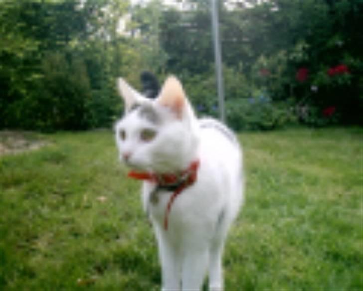 Huskat freja - øv nu er det blevet sådan vi skal i snor her hvor jeg bor er lidr lige gyldig  billede 1