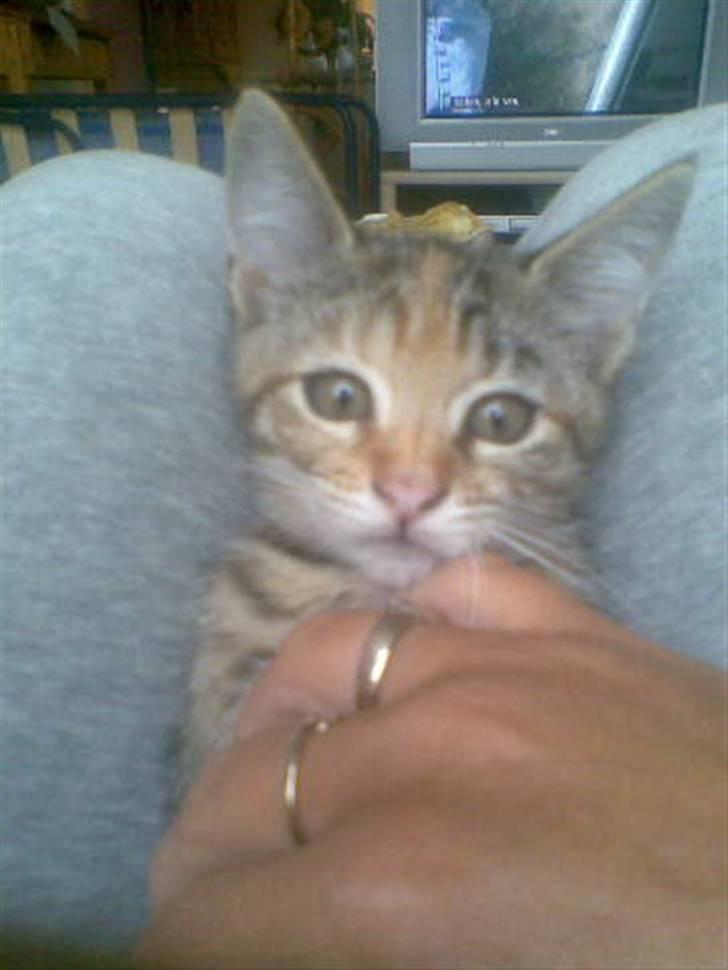 Huskat freja - slapper af  billede 2