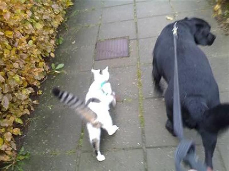 Huskat freja - så er der gå tid med hubden billede 4