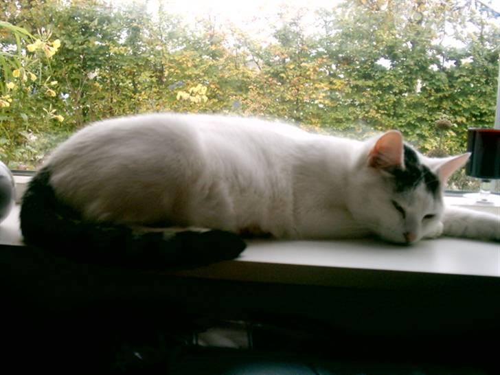 Huskat freja - så er der slap af tid igen billede 5