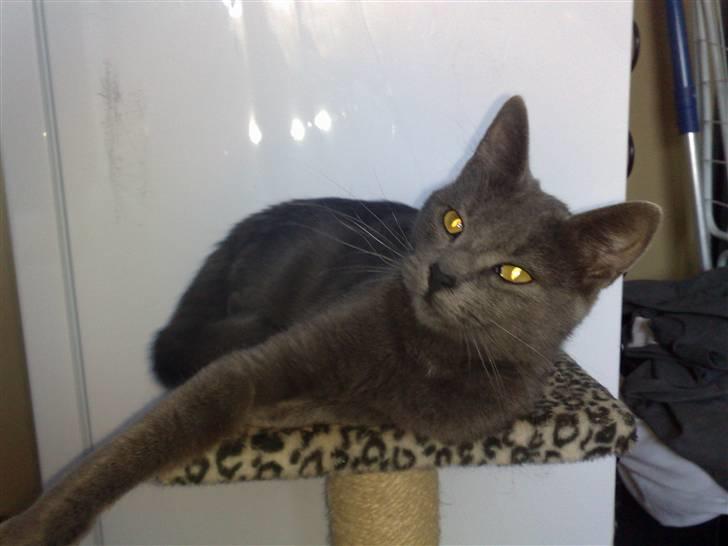 Huskat fars mis billede 1