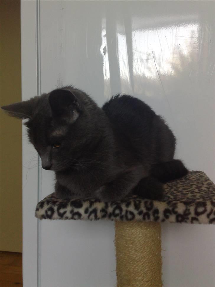 Huskat fars mis billede 2