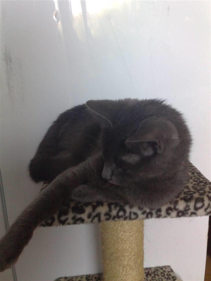 Huskat fars mis billede 3