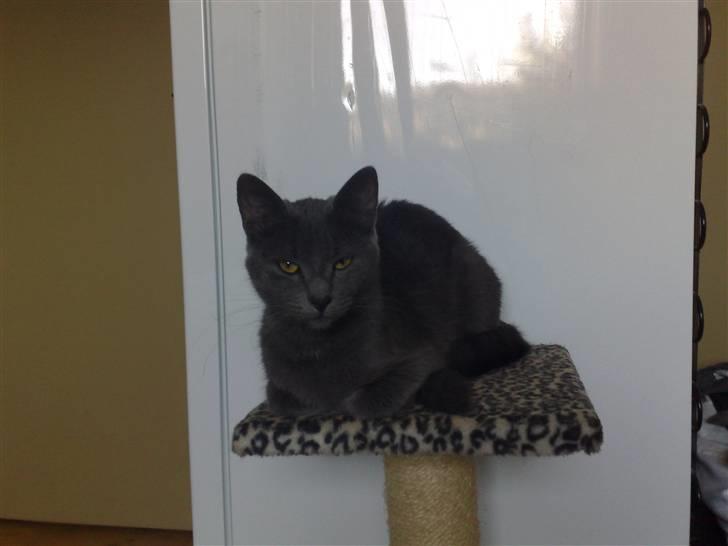 Huskat fars mis billede 4