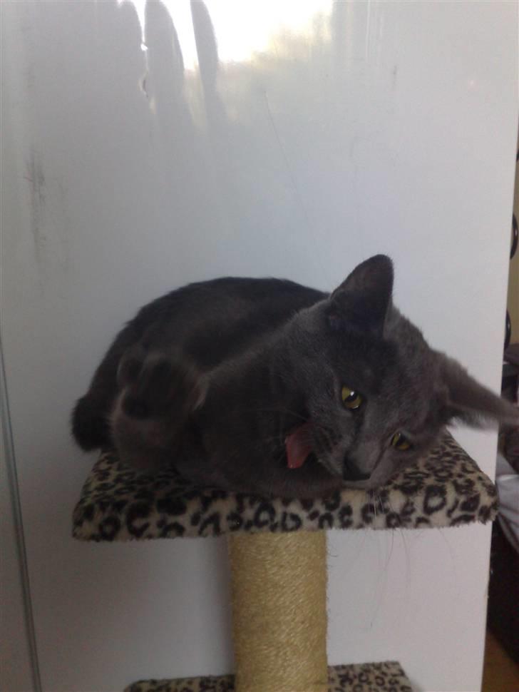 Huskat fars mis billede 5