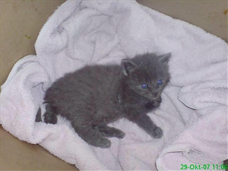 Huskat fars mis - da jeg  fandt hende billede 6