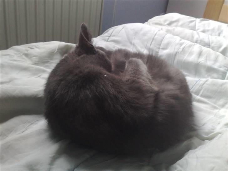 Huskat fars mis billede 7