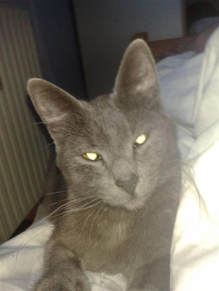 Huskat fars mis billede 8